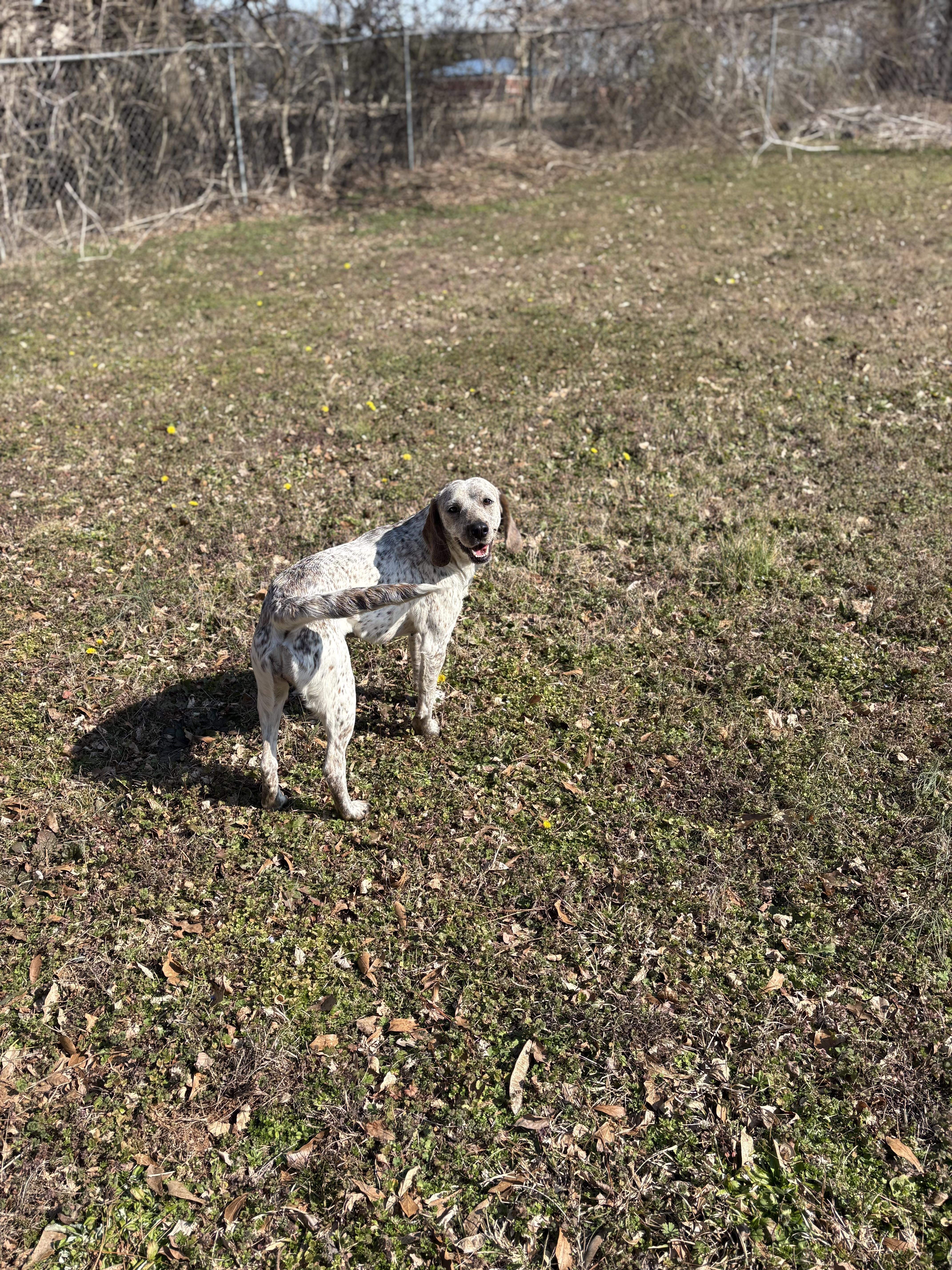 Enlarge LUNA, a ADOPTABLE English Coonhound in Newborn, GA image 4/6