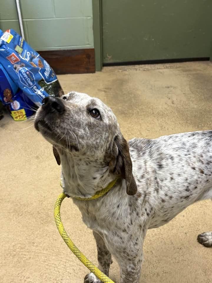 Enlarge LUNA, a ADOPTABLE English Coonhound in Newborn, GA image 5/6