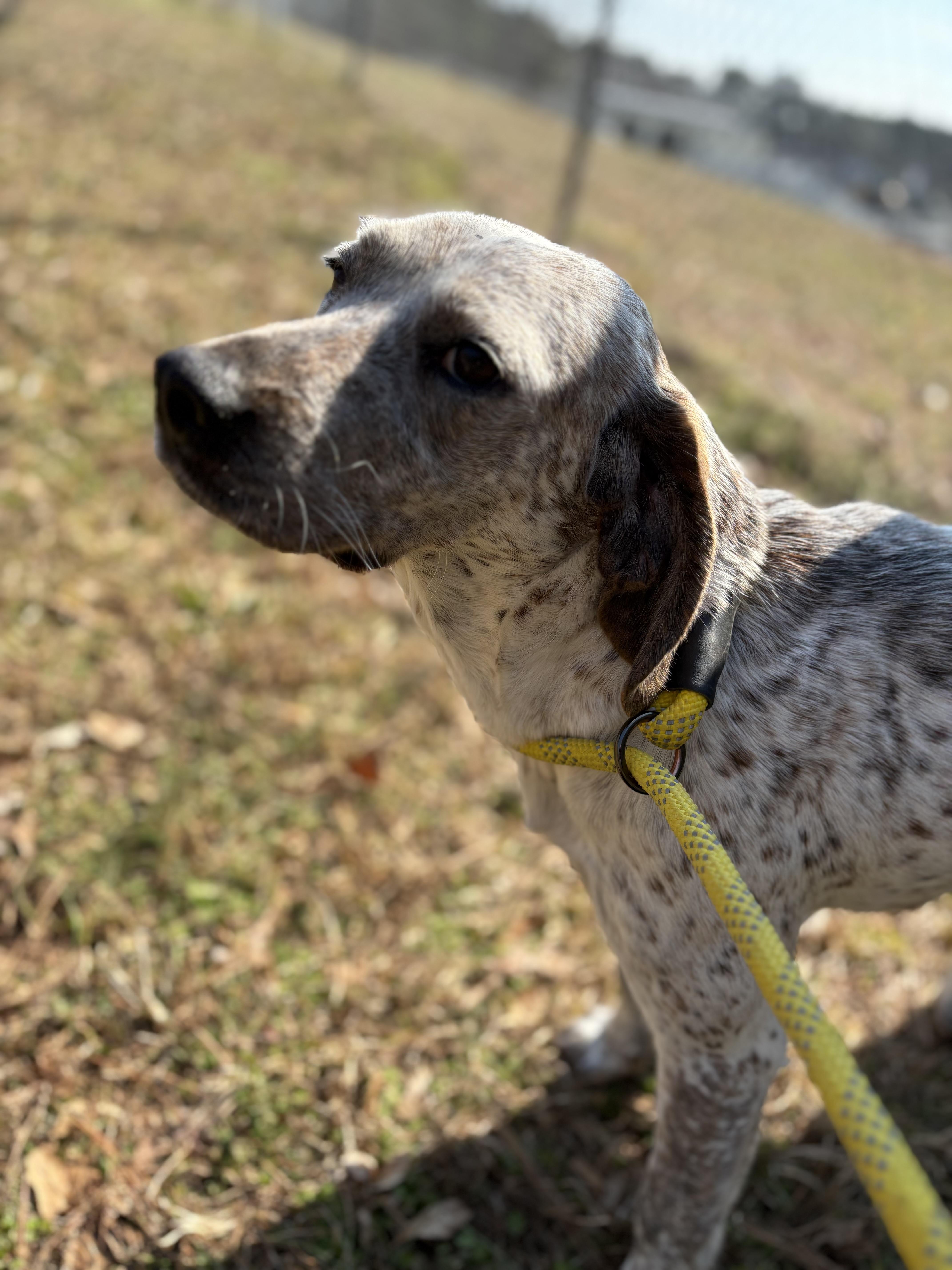 Enlarge LUNA, a ADOPTABLE English Coonhound in Newborn, GA image 3/6