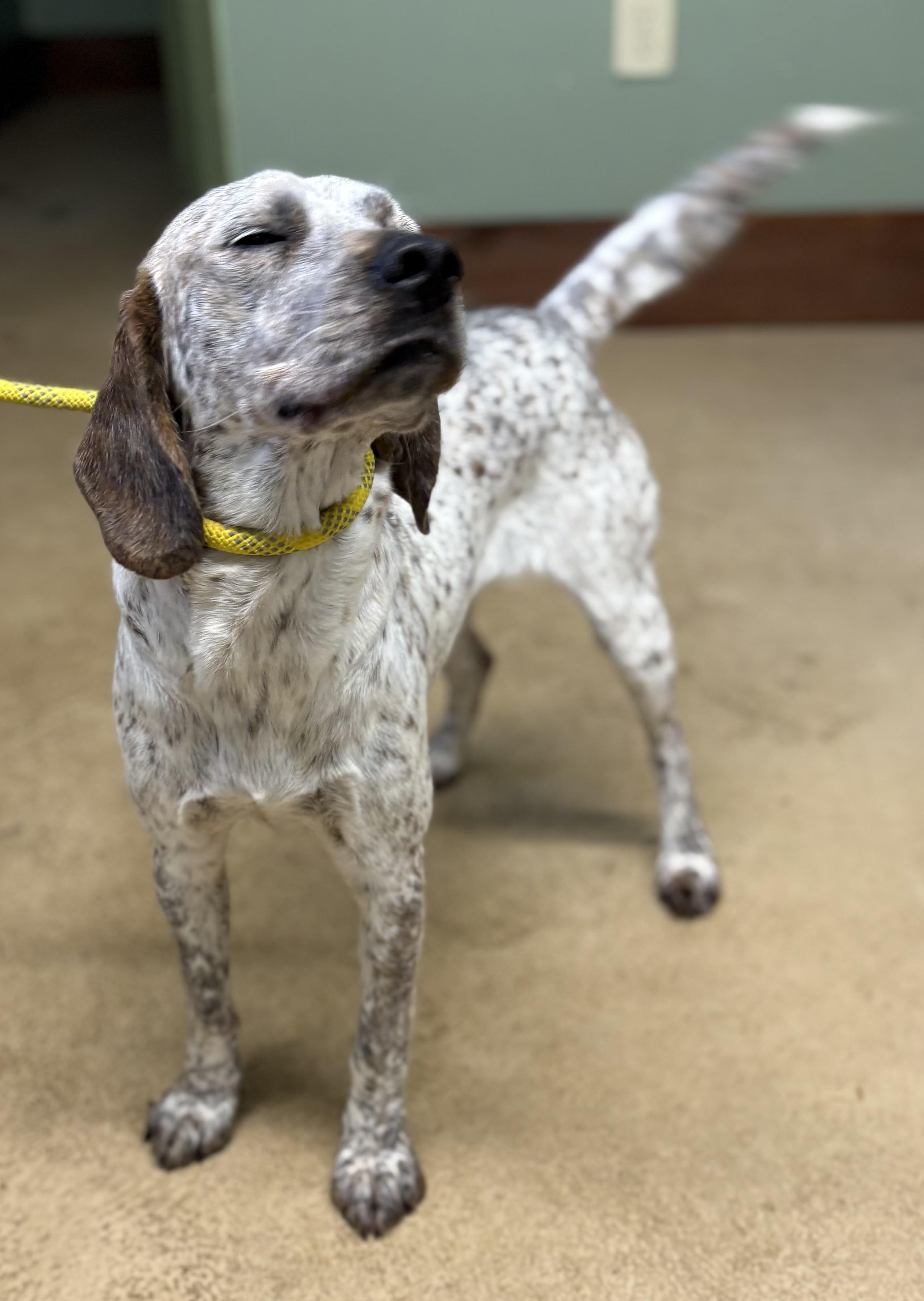 Enlarge LUNA, a ADOPTABLE English Coonhound in Newborn, GA image 2/6