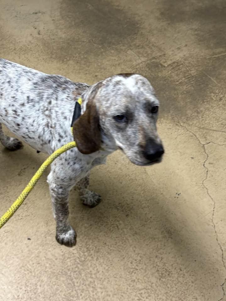 Enlarge LUNA, a ADOPTABLE English Coonhound in Newborn, GA image 6/6
