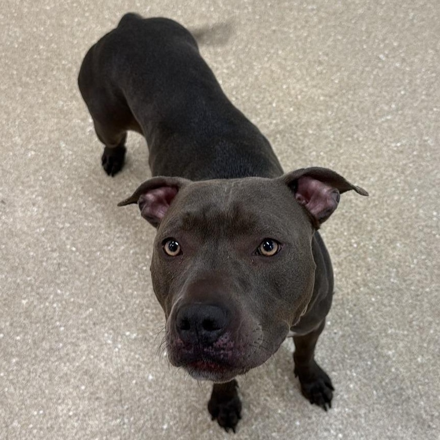 Sugar Pie, Adopted, Adult Female Pit Bull Terrier.