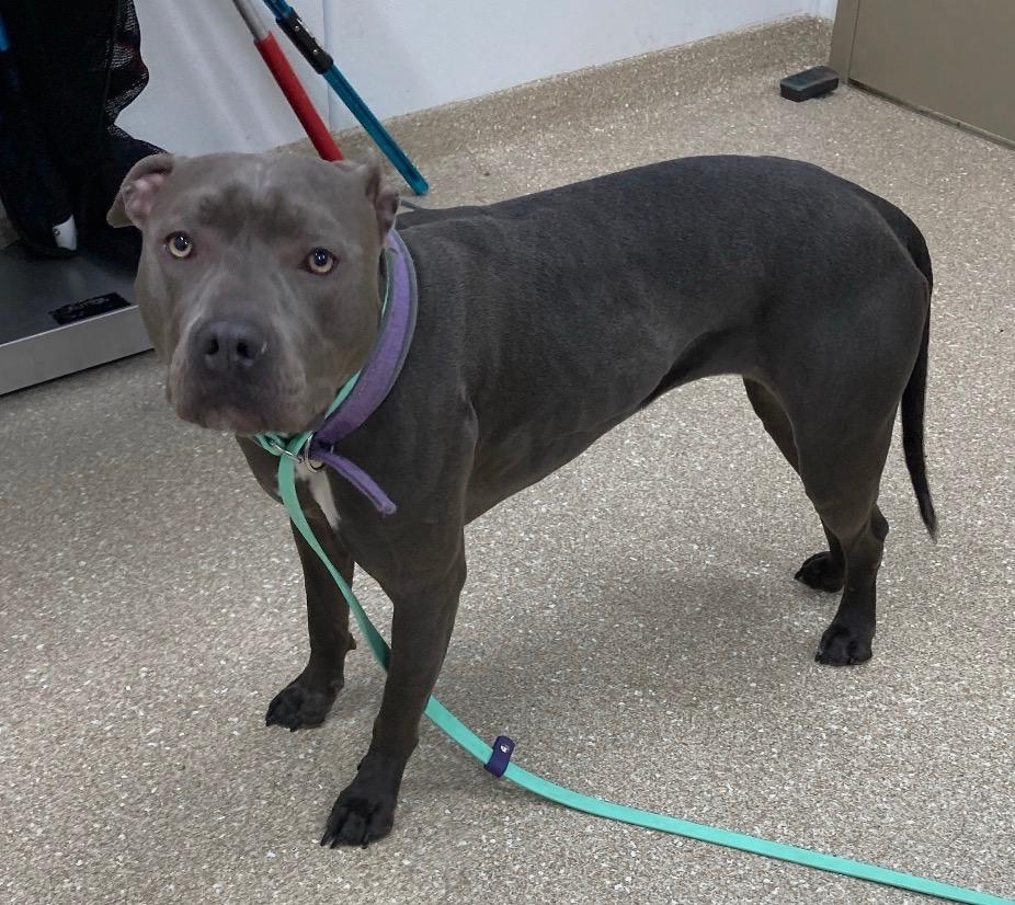 Enlarge Sugar Pie, a Adopted Pit Bull Terrier in Prince Frederick, MD image 2/2
