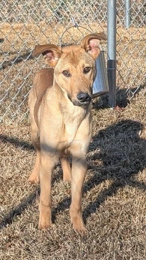 Gingerbread, ADOPTABLE, Young Male German Shepherd Dog.