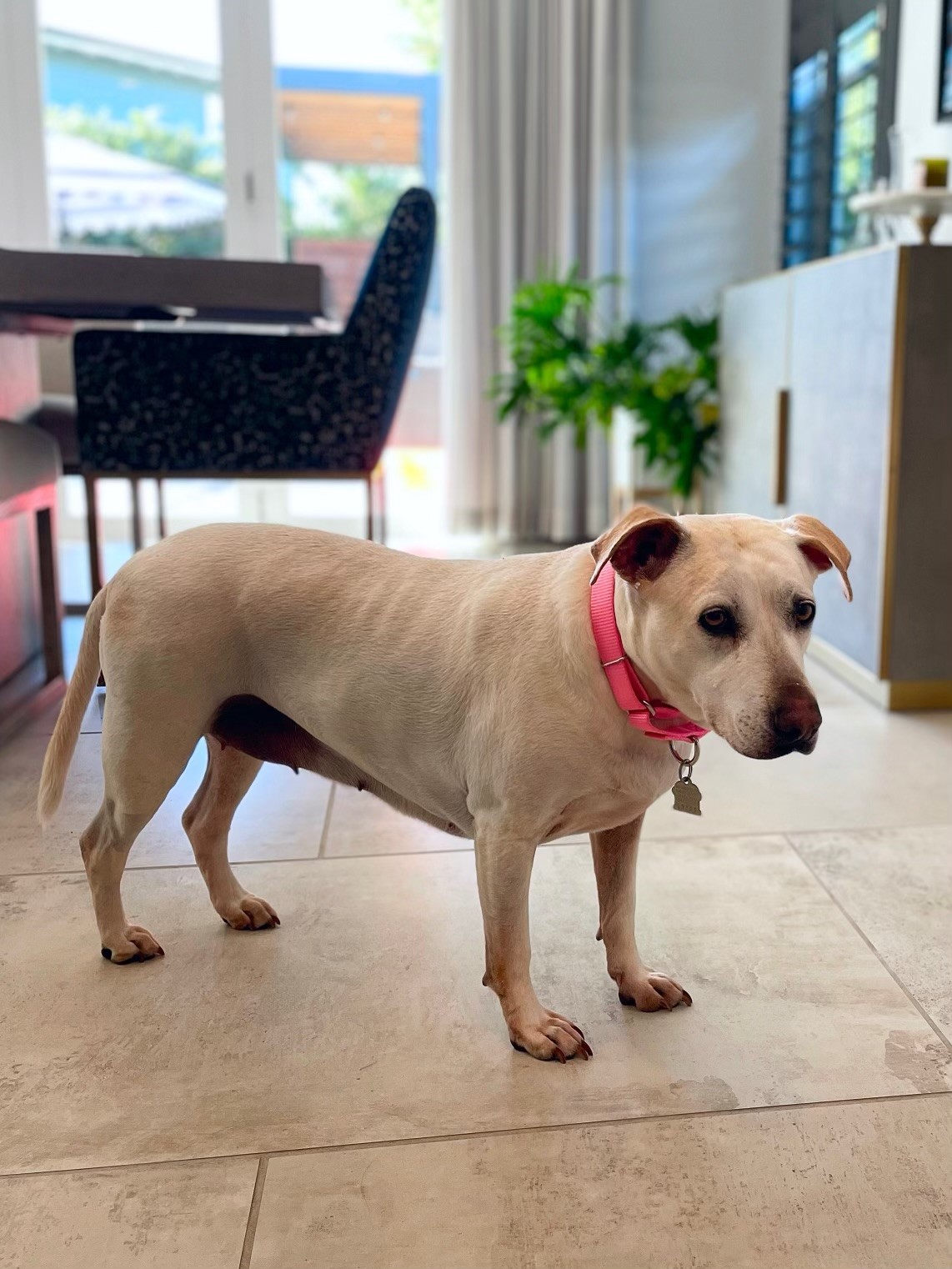 Kelly, a Adoptable mixed breed in Encinitas, CA image 5/6