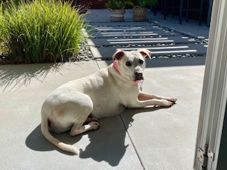 Kelly, a Adoptable mixed breed in Encinitas, CA image 2/6