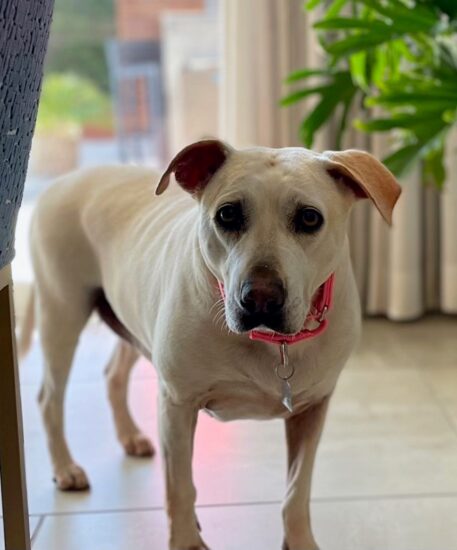 Kelly, a Adoptable mixed breed in Encinitas, CA image 1/6