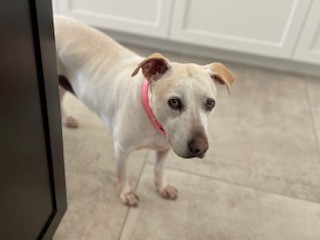 Kelly, a Adoptable mixed breed in Encinitas, CA image 6/6