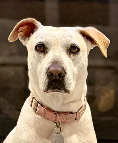 Kelly, Adoptable, Adult Female Terrier.