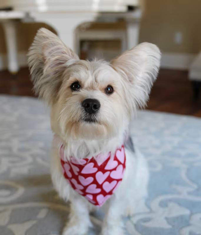 Riker, ADOPTABLE, Adult Male Yorkshire Terrier & Papillon.