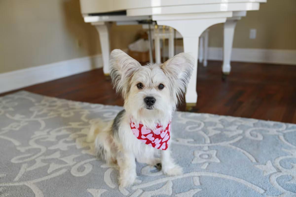 Enlarge Riker, a ADOPTABLE mixed breed in Atlanta, GA image 4/4