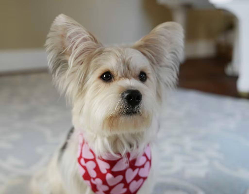 Enlarge Riker, a ADOPTABLE mixed breed in Atlanta, GA image 3/4