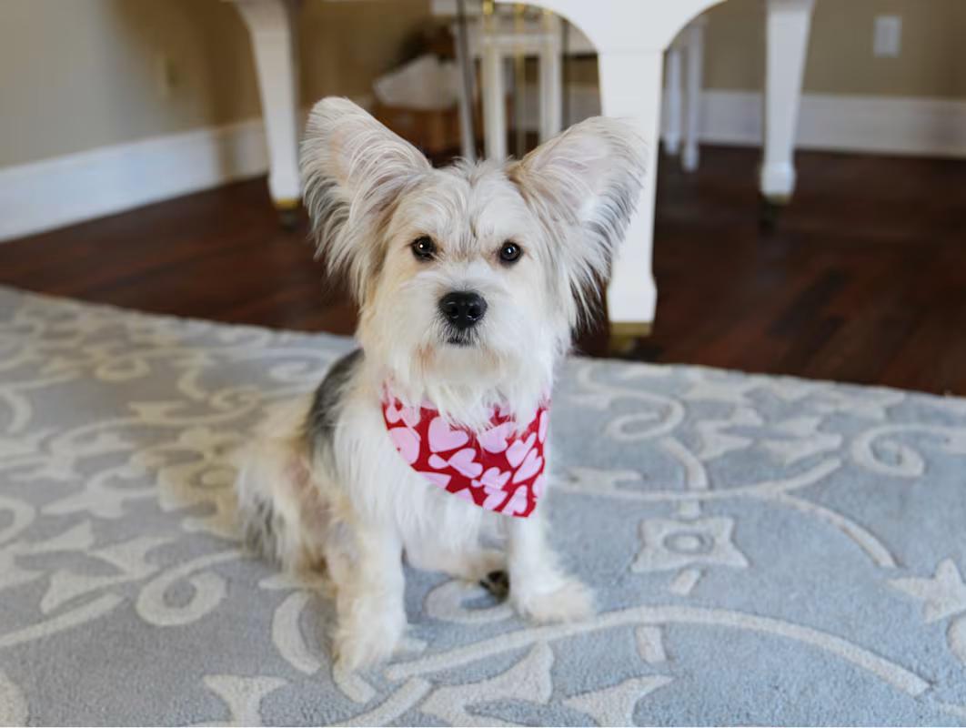 Enlarge Riker, a ADOPTABLE mixed breed in Atlanta, GA image 2/4