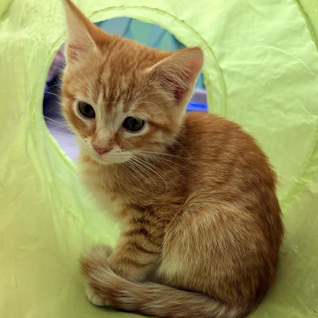 Enlarge Dr Pepper, a Adoptable Domestic Short Hair in Wickenburg, AZ image 1/3