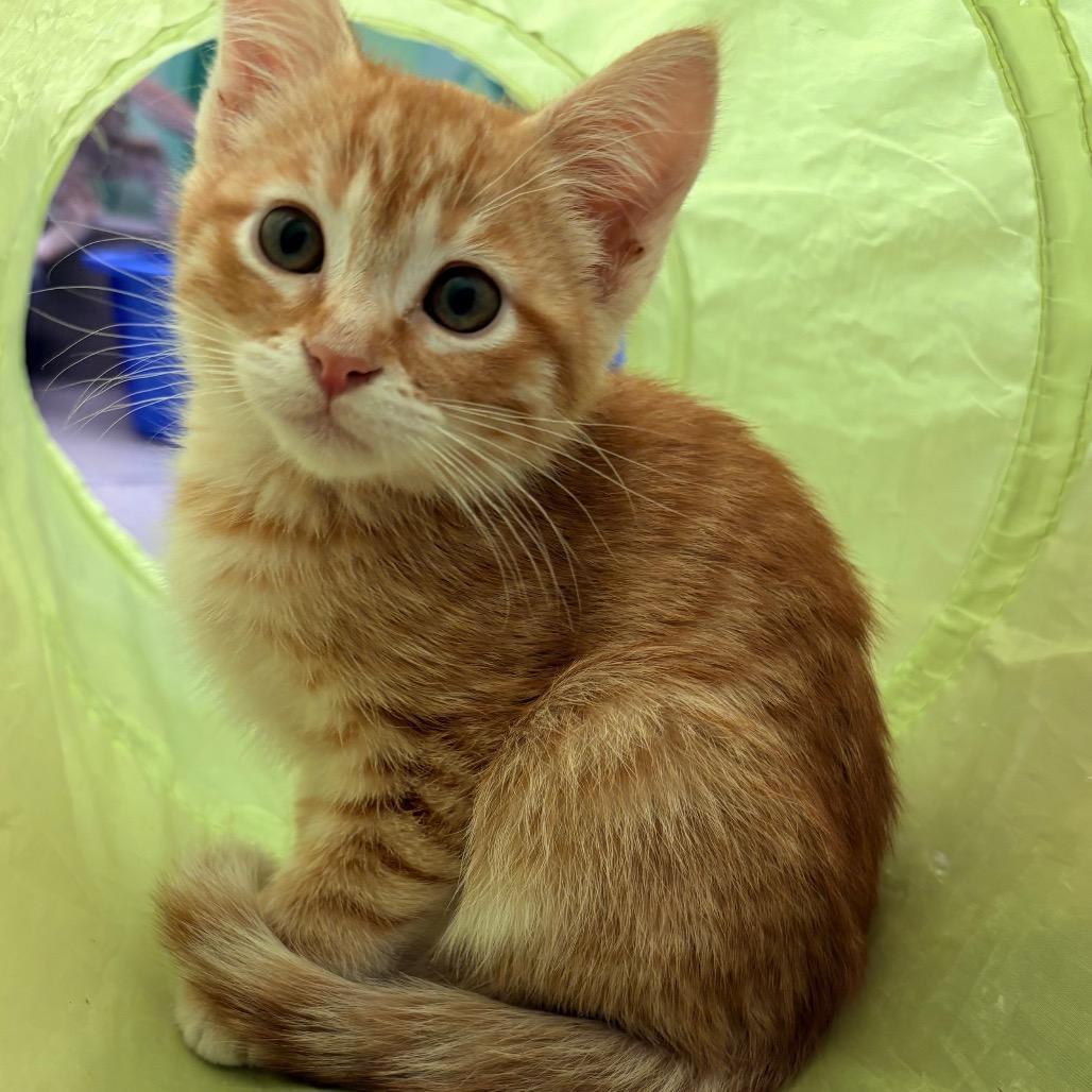 Enlarge Dr Pepper, a Adoptable Domestic Short Hair in Wickenburg, AZ image 2/3