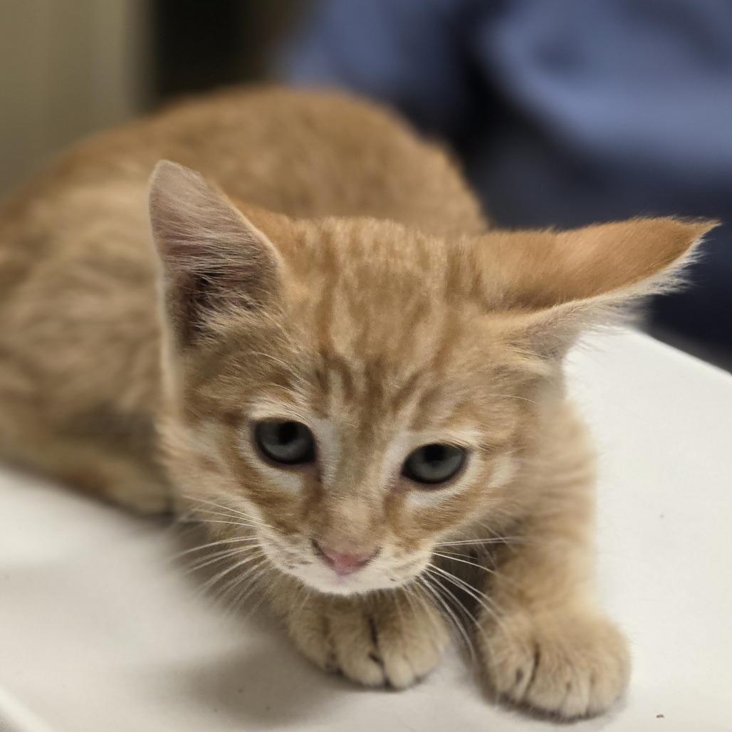 Enlarge Dr Pepper, a Adoptable Domestic Short Hair in Wickenburg, AZ image 3/3