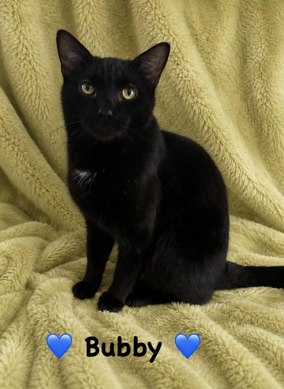Enlarge Bubby, a ADOPTABLE Domestic Short Hair in Copley, OH image 1/1