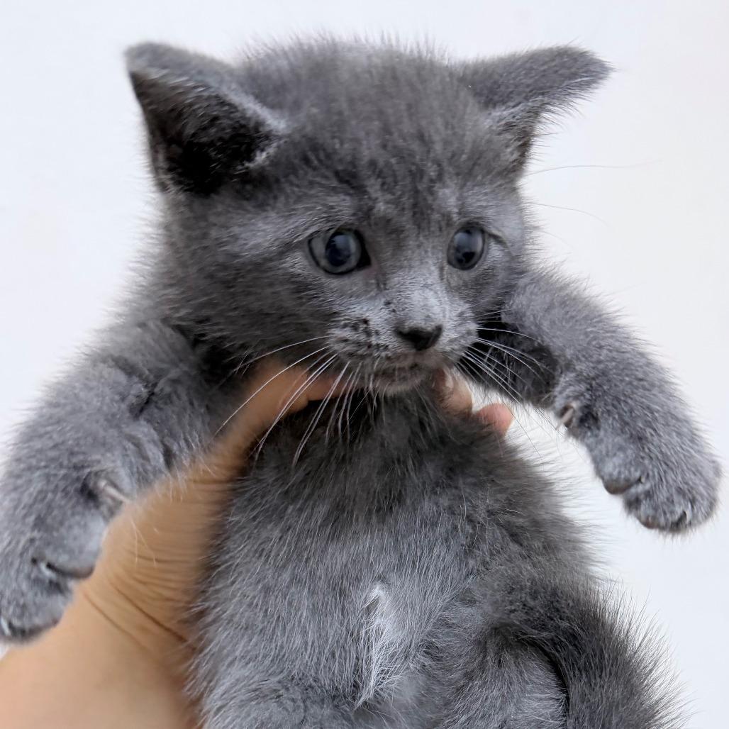 Aurora, Adoptable, Kitten Female Domestic Short Hair.