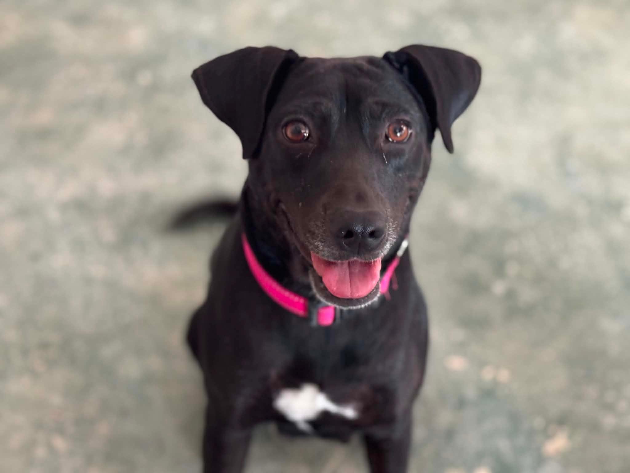 Cali, Adoptable, Adult Female Labrador Retriever & Hound.