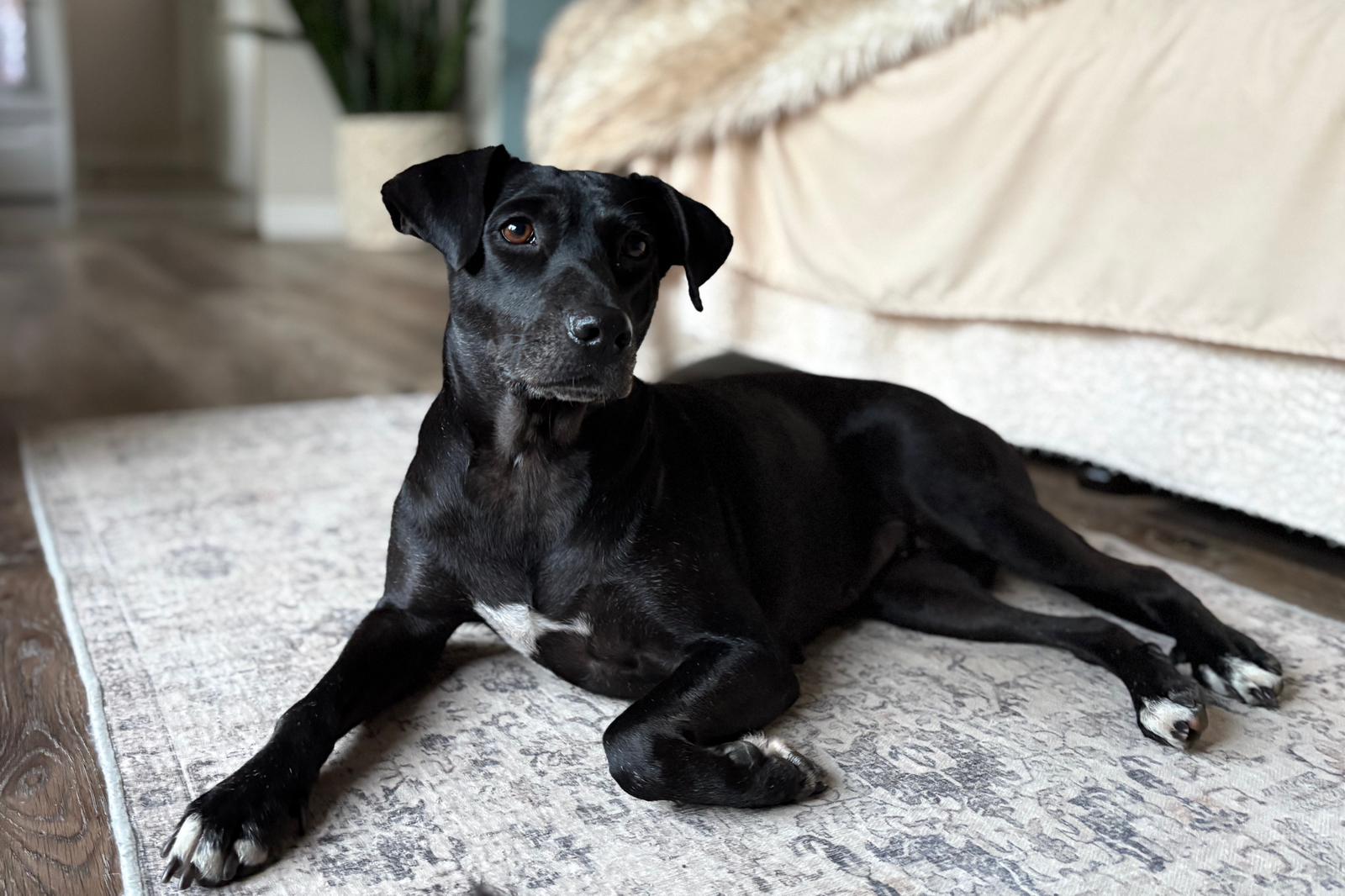 Cali, a Adoptable mixed breed in Erin, ON image 2/5