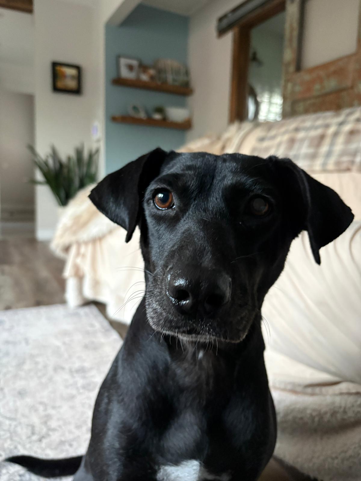 Cali, a Adoptable mixed breed in Erin, ON image 3/5