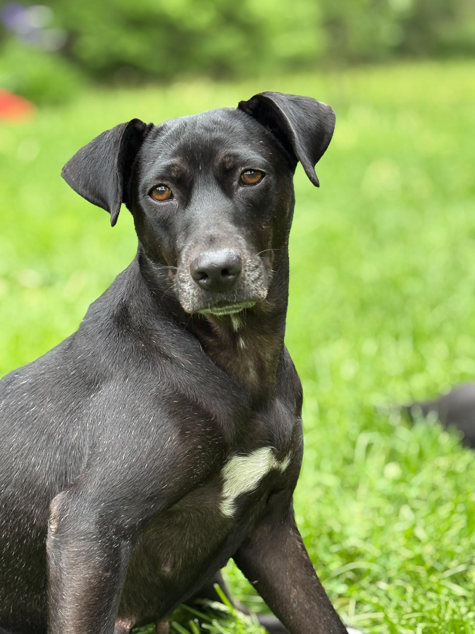 Cali, a Adoptable mixed breed in Erin, ON image 4/5