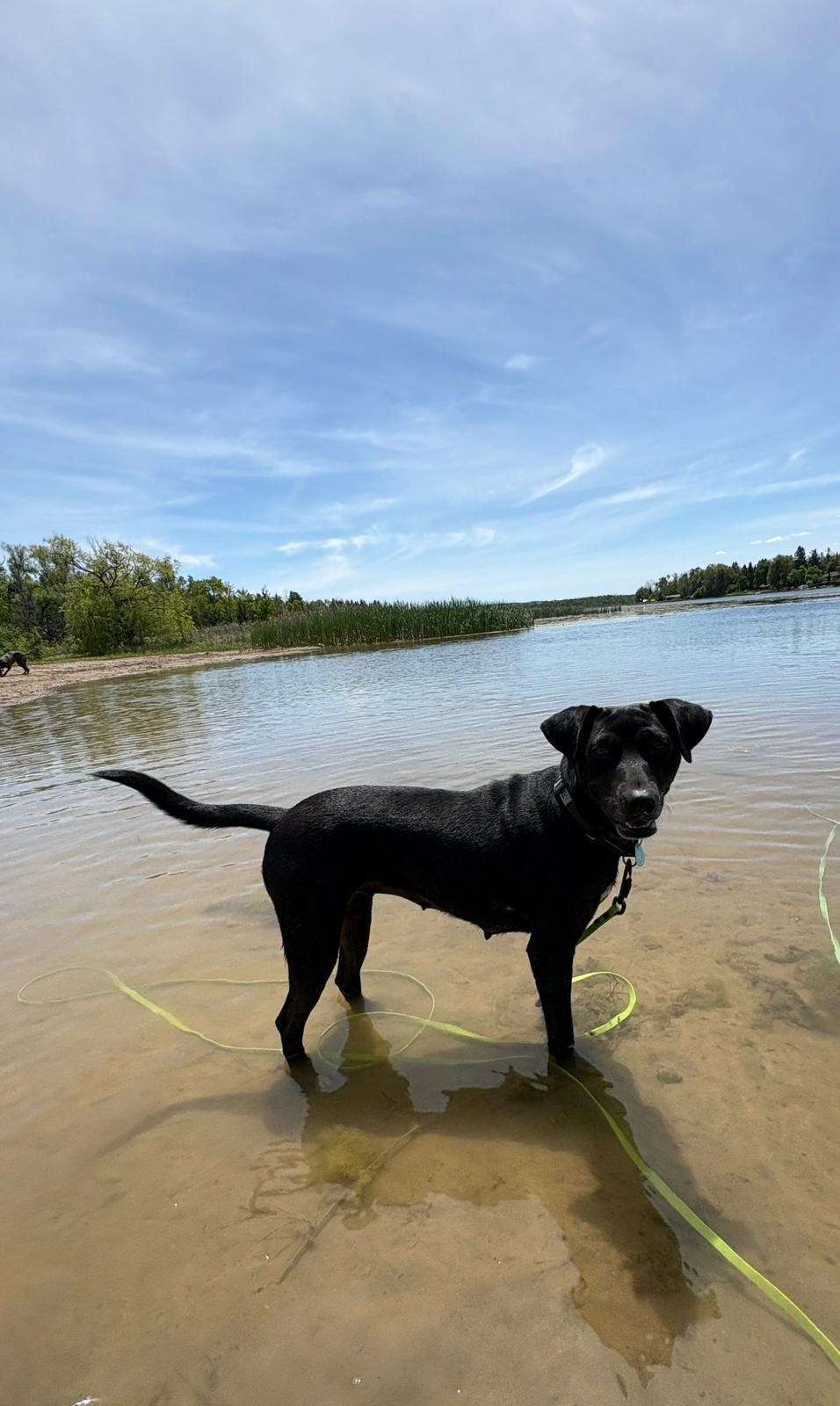 Cali, a Adoptable mixed breed in Erin, ON image 5/5