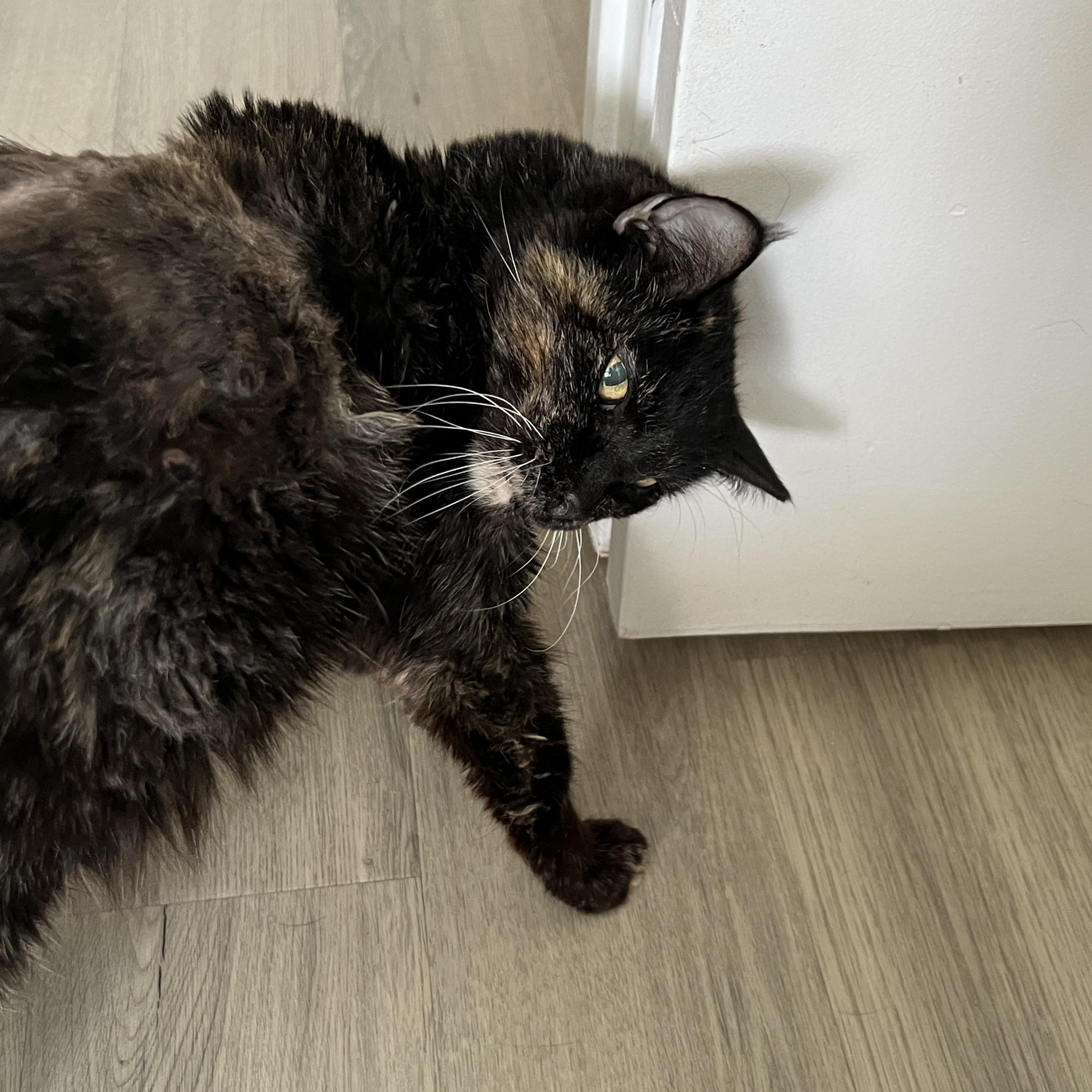 Enlarge Peculiar Pecan , a ADOPTABLE Tortoiseshell in Phoenix, AZ image 2/4
