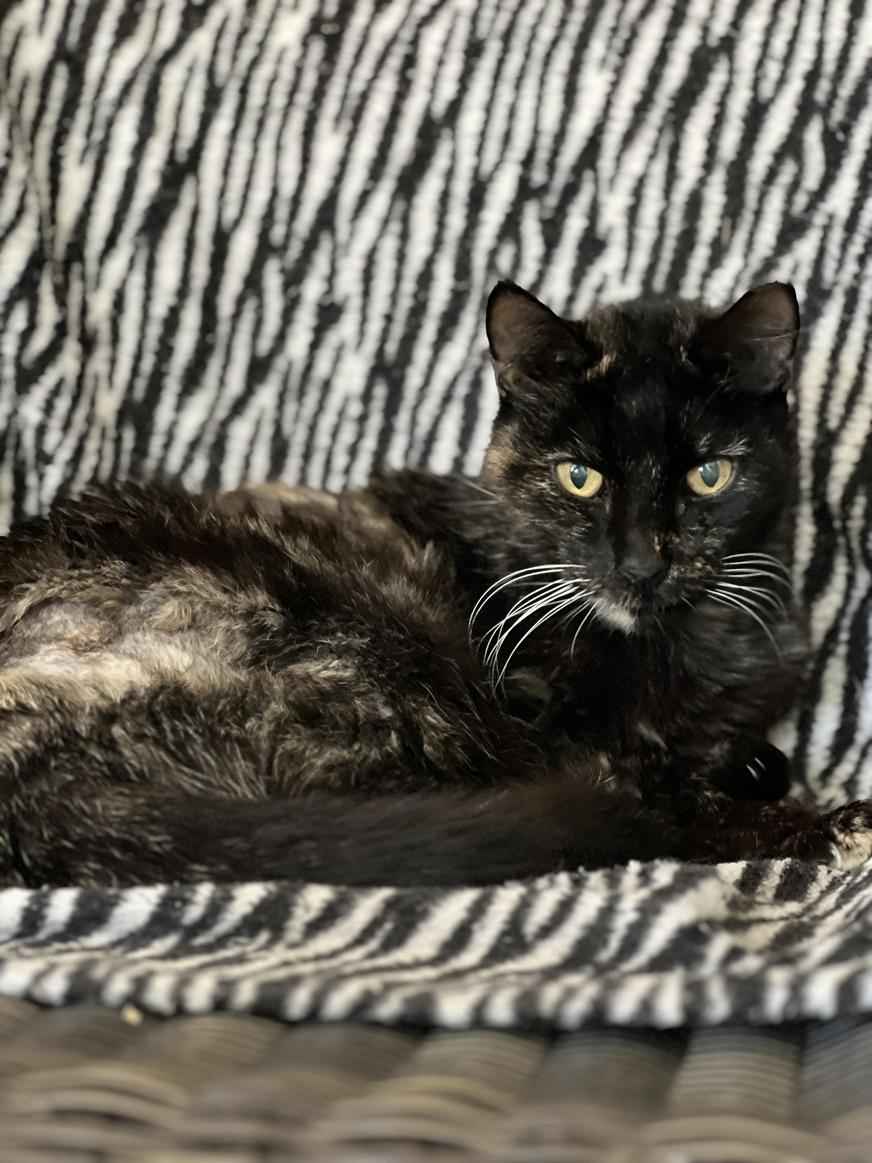 Peculiar Pecan , ADOPTABLE, Senior Female Tortoiseshell.