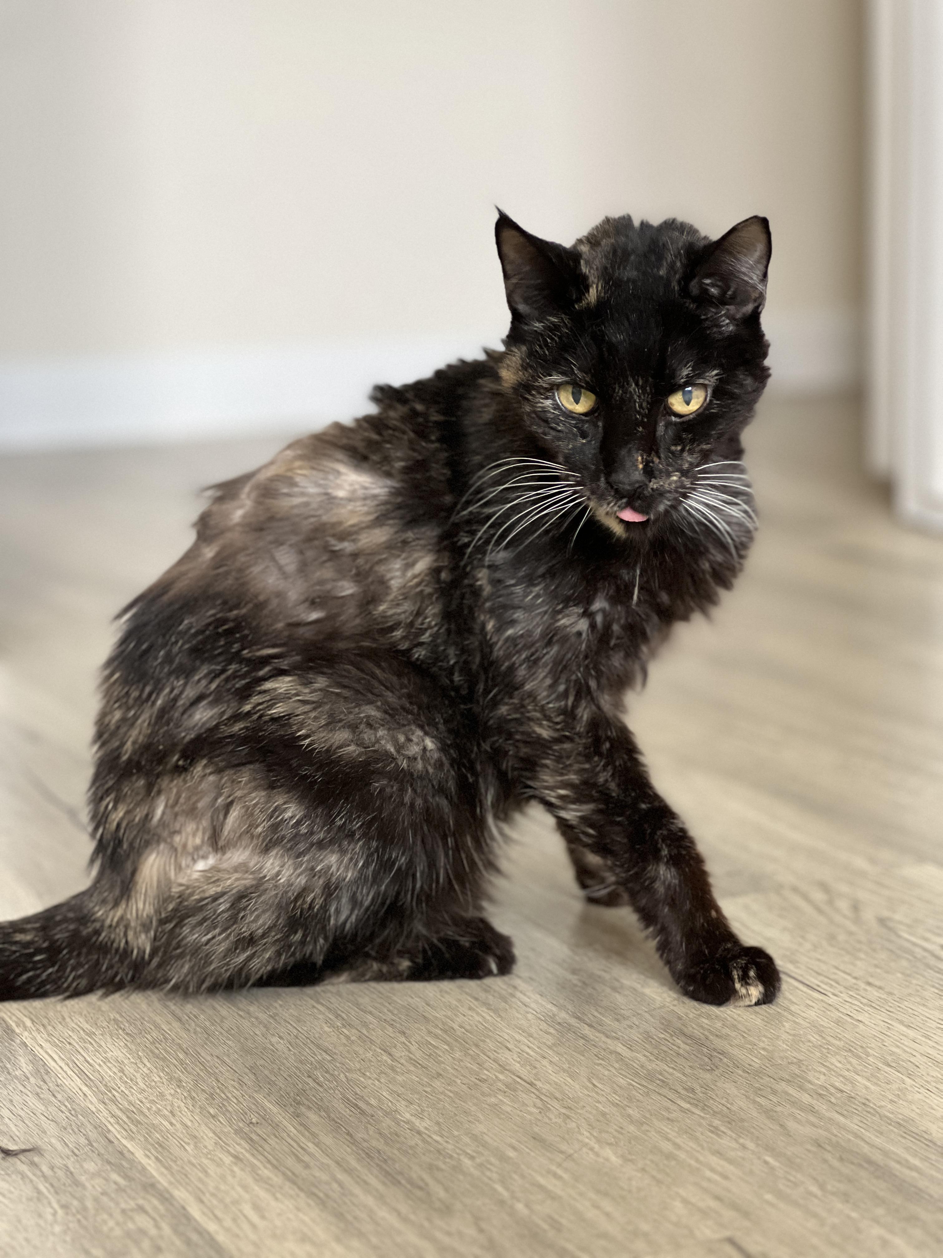 Enlarge Peculiar Pecan , a ADOPTABLE Tortoiseshell in Phoenix, AZ image 4/4