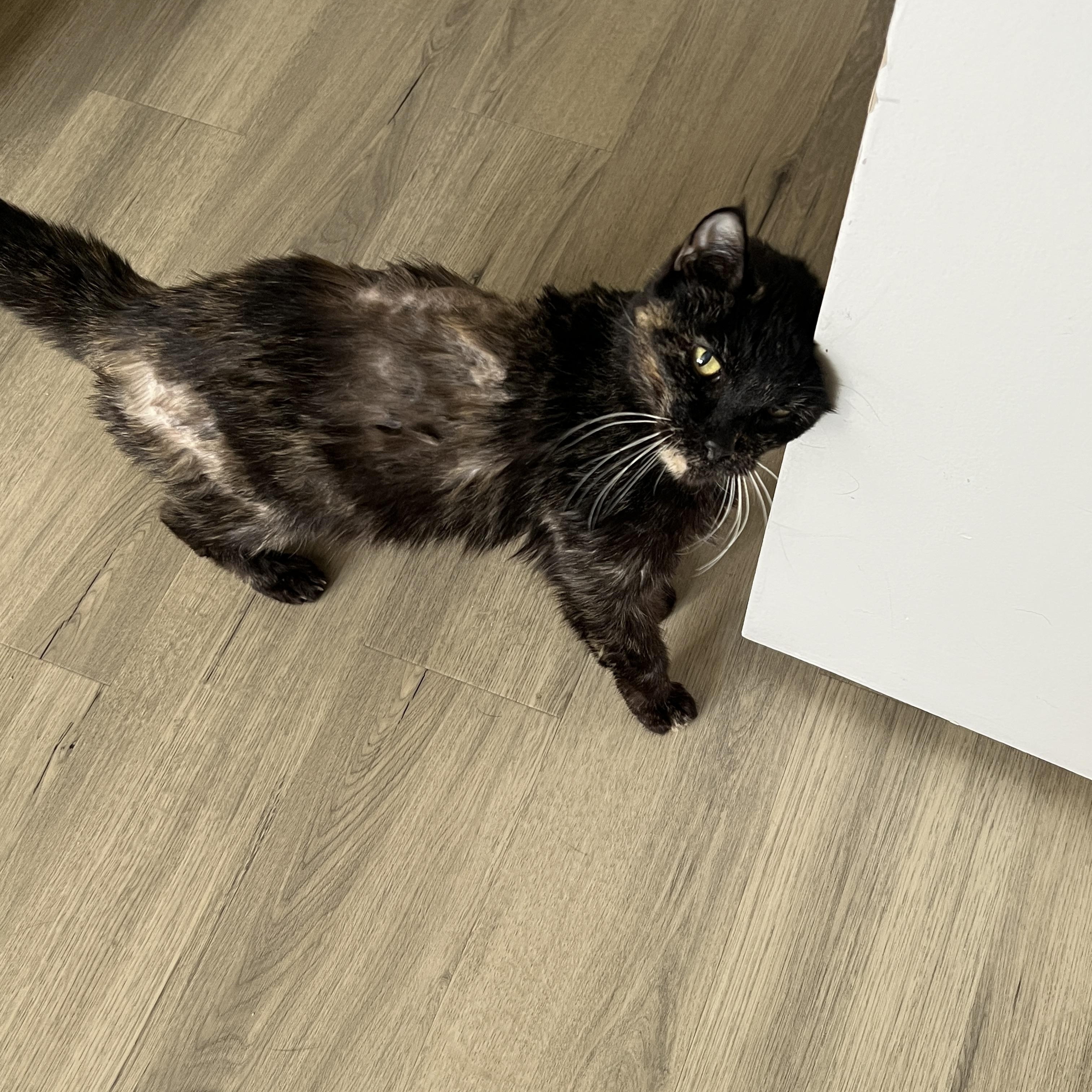 Enlarge Peculiar Pecan , a ADOPTABLE Tortoiseshell in Phoenix, AZ image 3/4