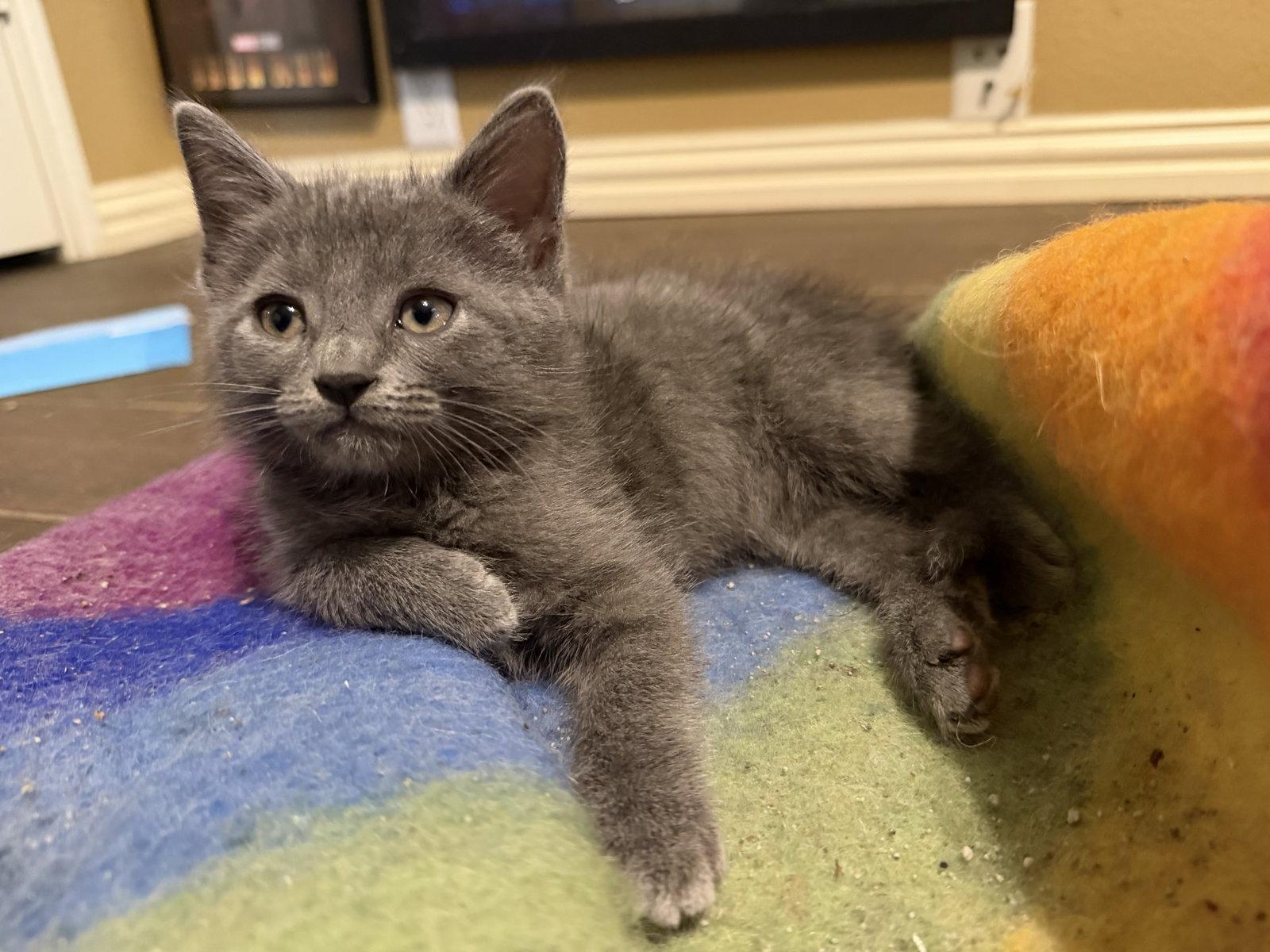 Enlarge Percy Jackson, a Adopted mixed breed in Rosenberg, TX image 2/3