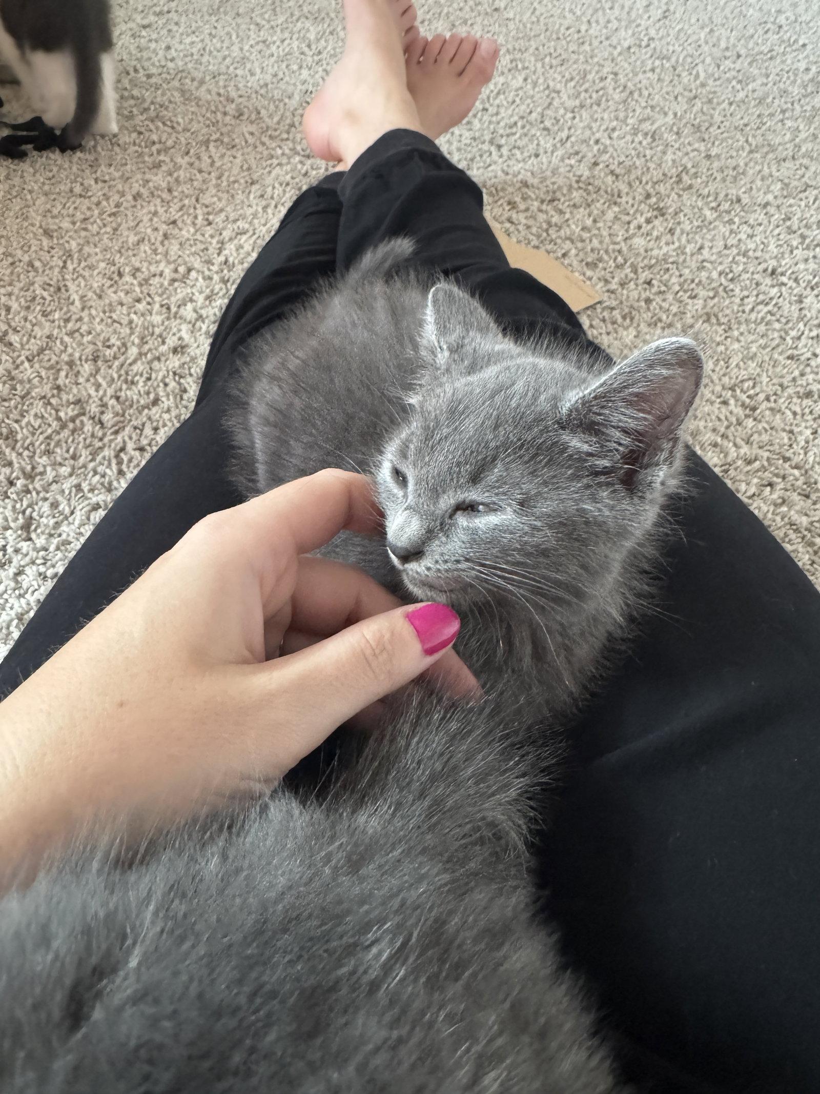 Enlarge Percy Jackson, a Adopted mixed breed in Rosenberg, TX image 3/3