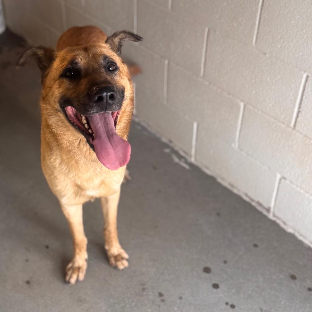 Enlarge Hank, a Adoptable mixed breed in Starkville, MS image 1/6