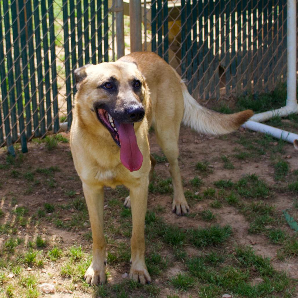 Enlarge Hank, a Adoptable mixed breed in Starkville, MS image 2/6