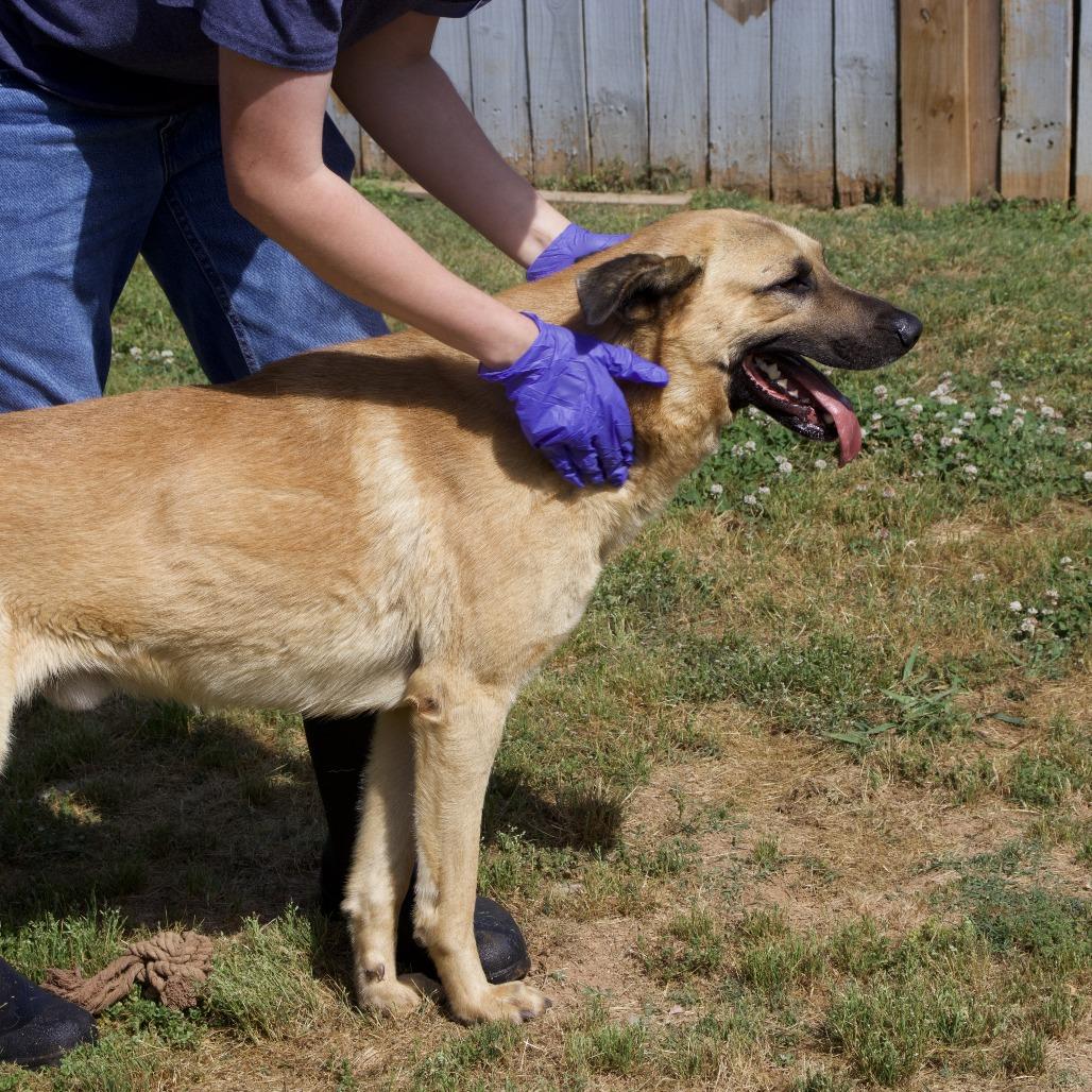 Enlarge Hank, a Adoptable mixed breed in Starkville, MS image 3/6