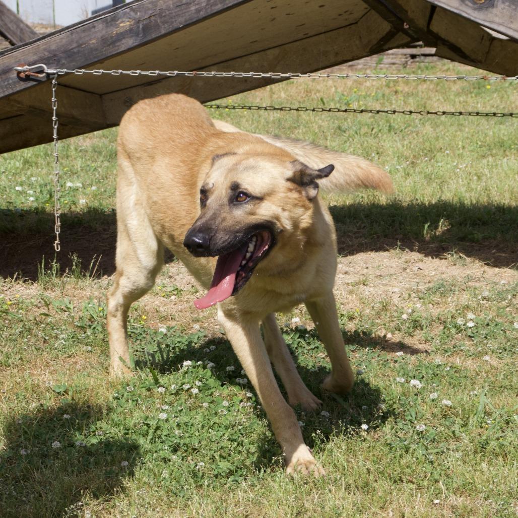 Enlarge Hank, a Adoptable mixed breed in Starkville, MS image 4/6