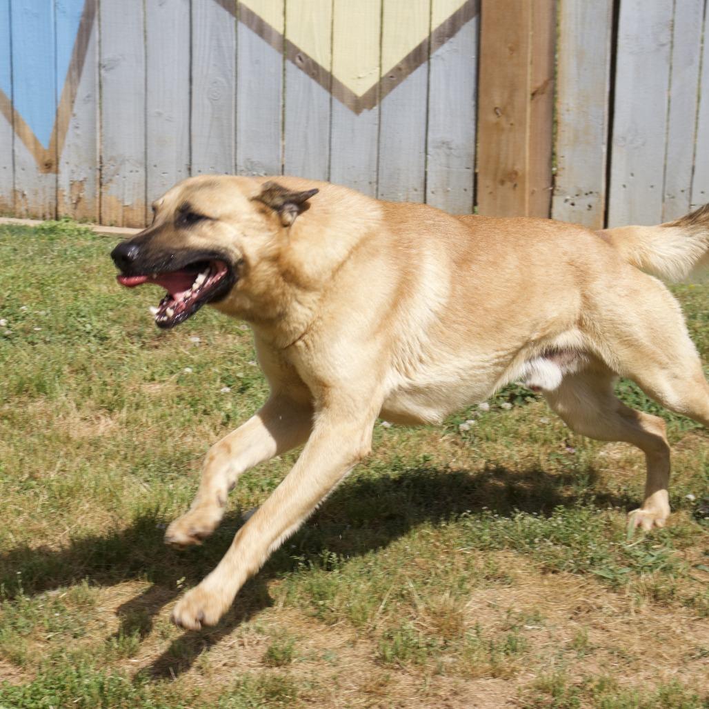 Enlarge Hank, a Adoptable mixed breed in Starkville, MS image 5/6