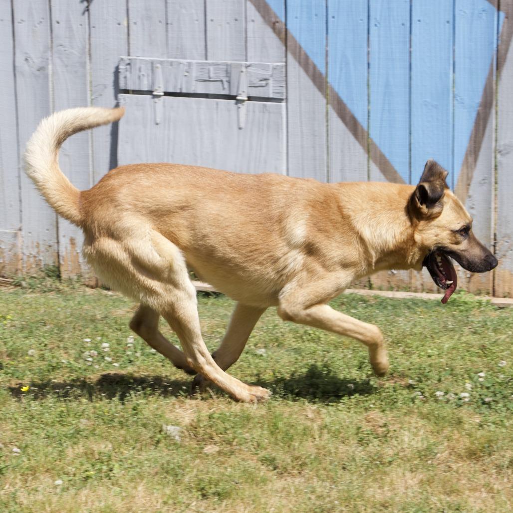 Enlarge Hank, a Adoptable mixed breed in Starkville, MS image 6/6