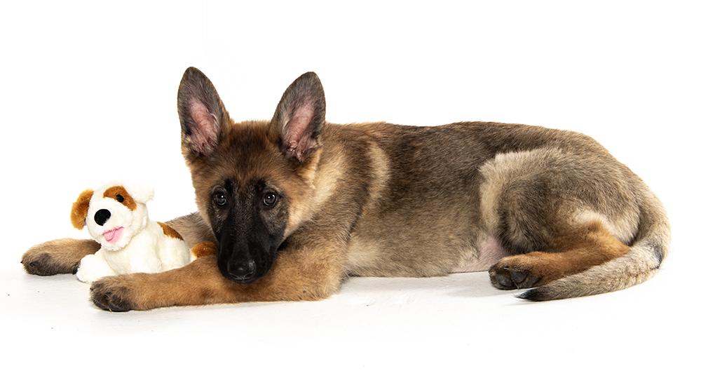 Sage, ADOPTABLE, Puppy Female German Shepherd Dog.