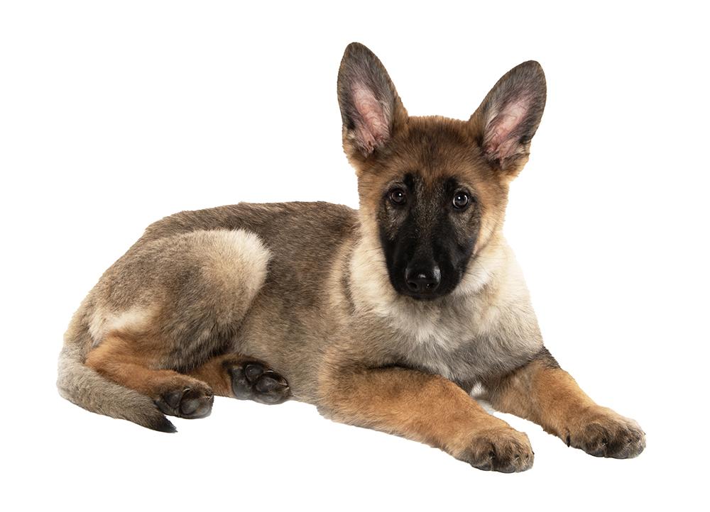 Sage, a ADOPTABLE mixed breed in Cookeville, TN image 4/5