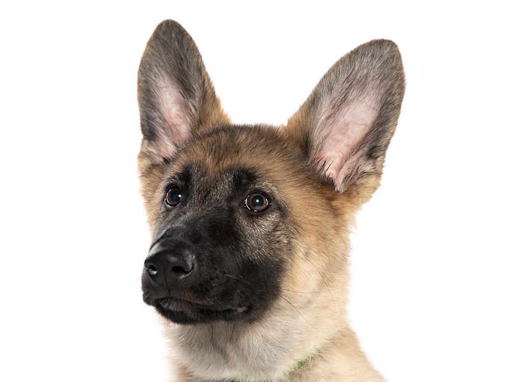 Sage, a ADOPTABLE mixed breed in Cookeville, TN image 2/5