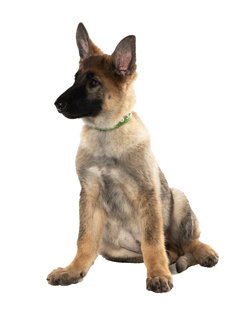 Sage, a ADOPTABLE mixed breed in Cookeville, TN image 5/5