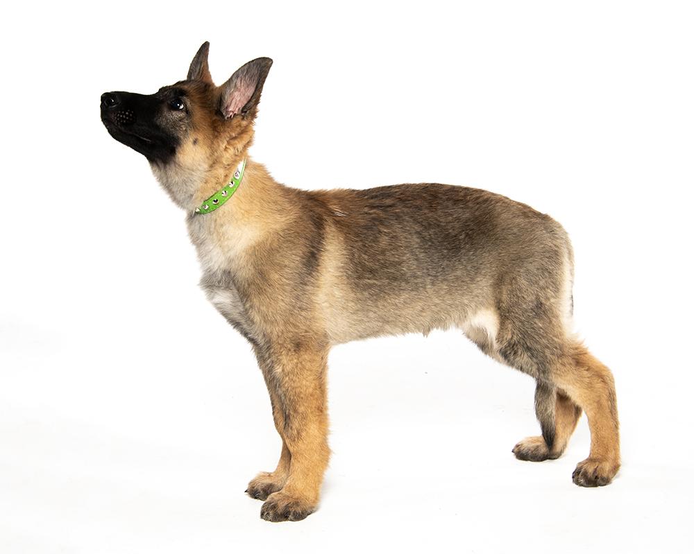 Sage, a ADOPTABLE mixed breed in Cookeville, TN image 3/5