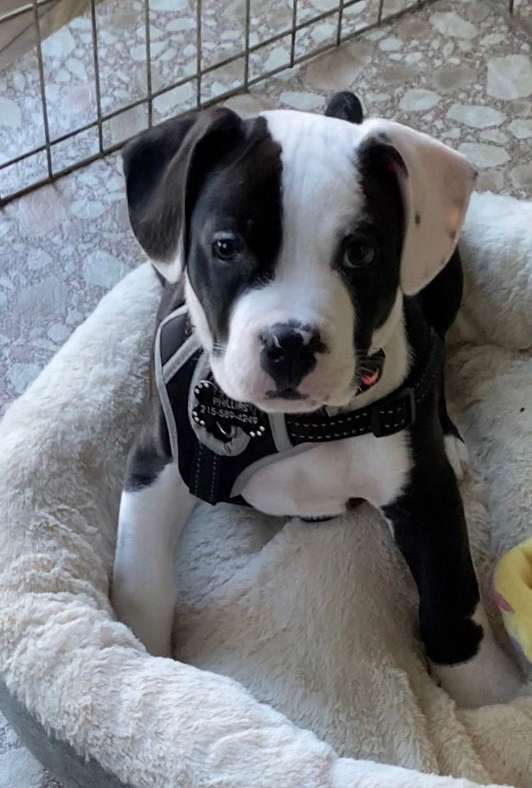 Casper, Adopted, Puppy Male American Bulldog.