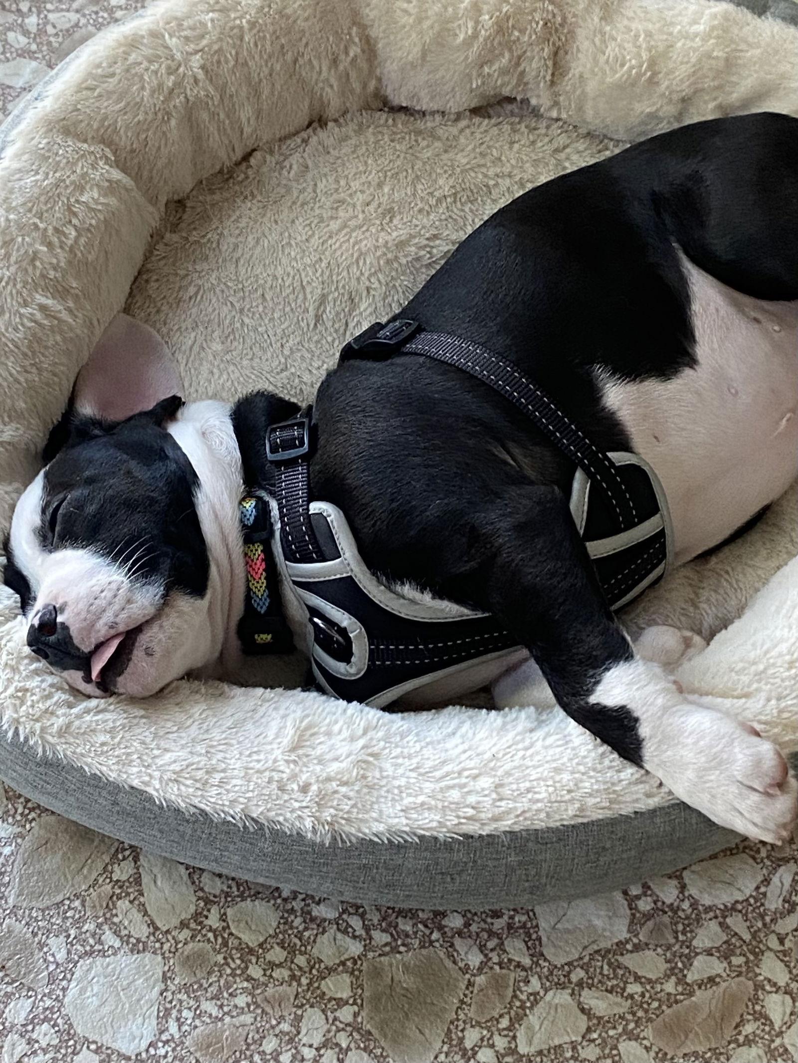 Enlarge Casper, a Adopted American Bulldog in Doylestown, PA image 2/3