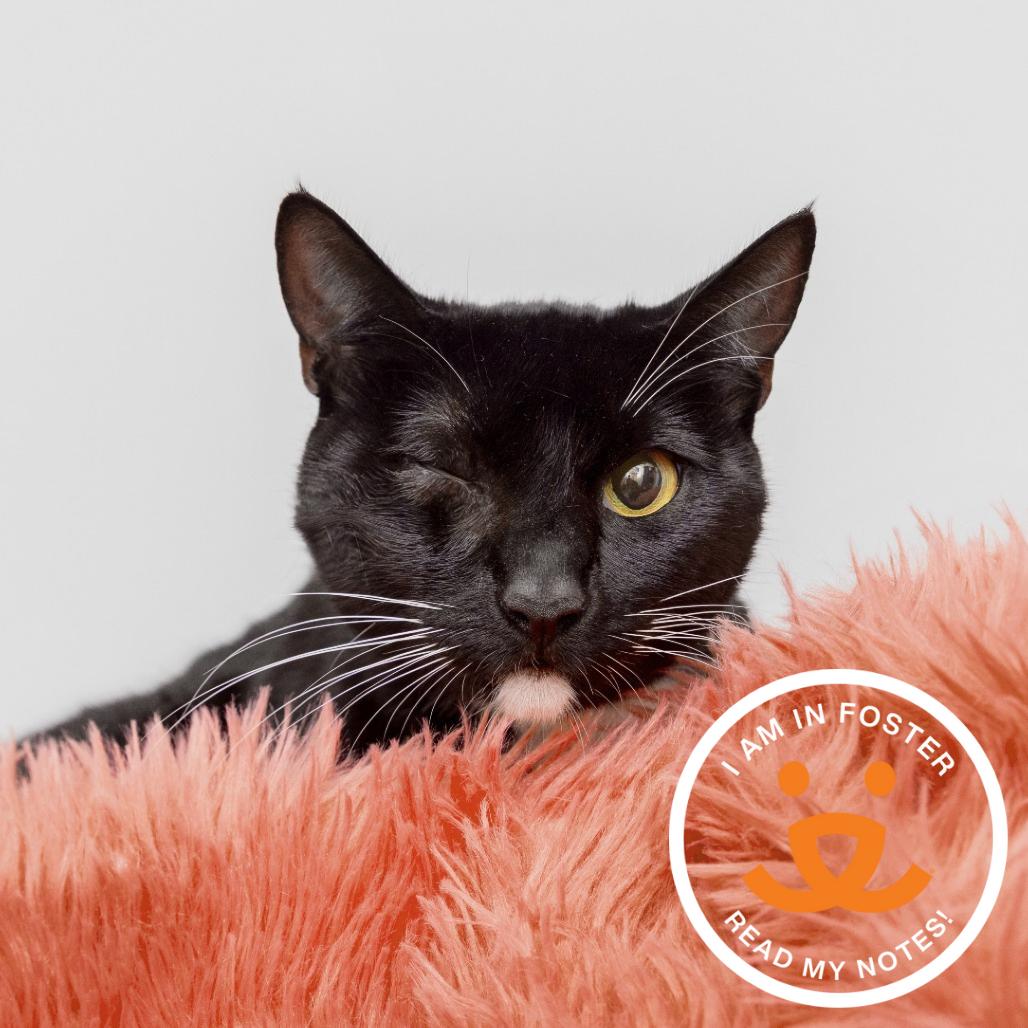 Laria, Adoptable, Adult Female Domestic Short Hair.