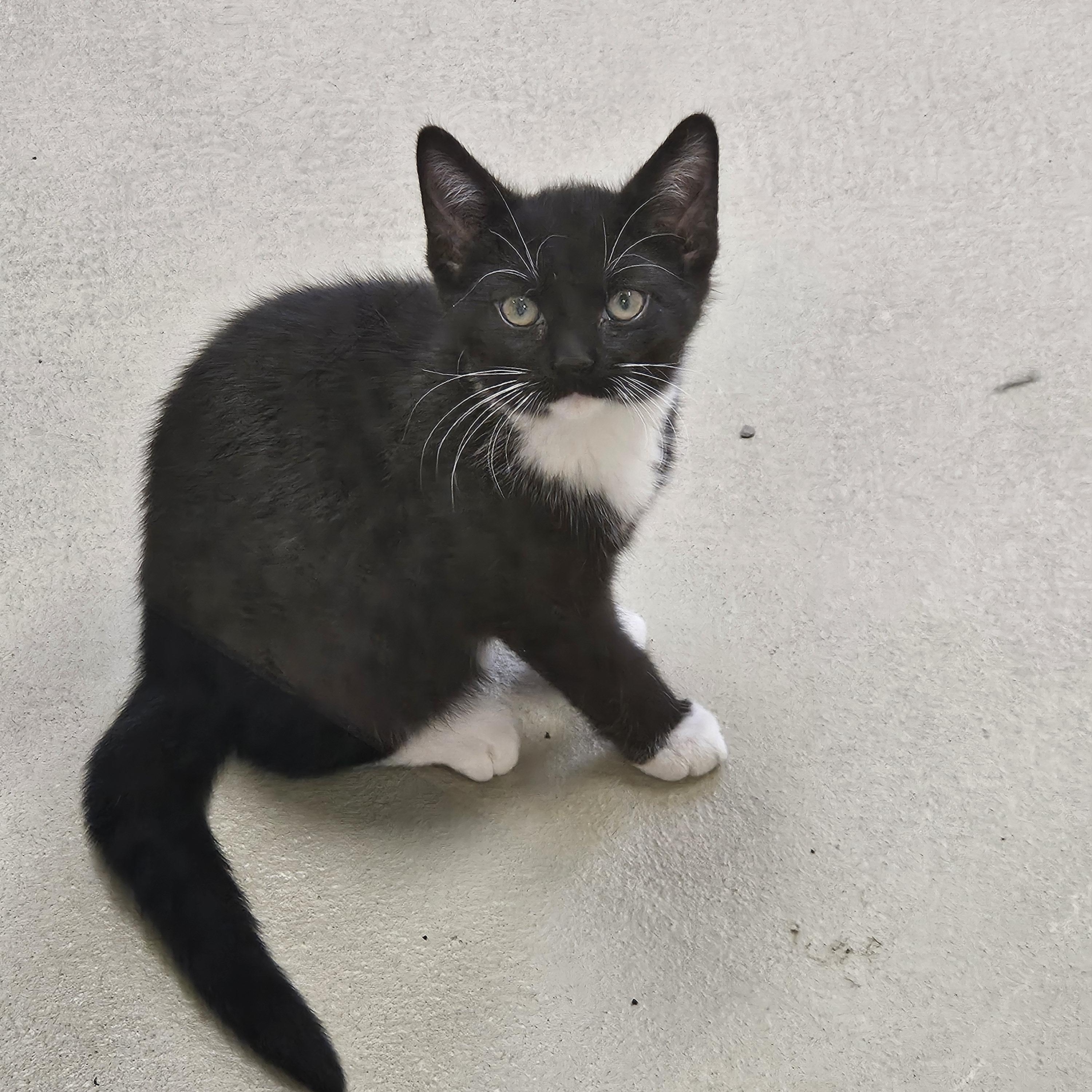 Panda, Adoptable, Kitten Female Domestic Short Hair.