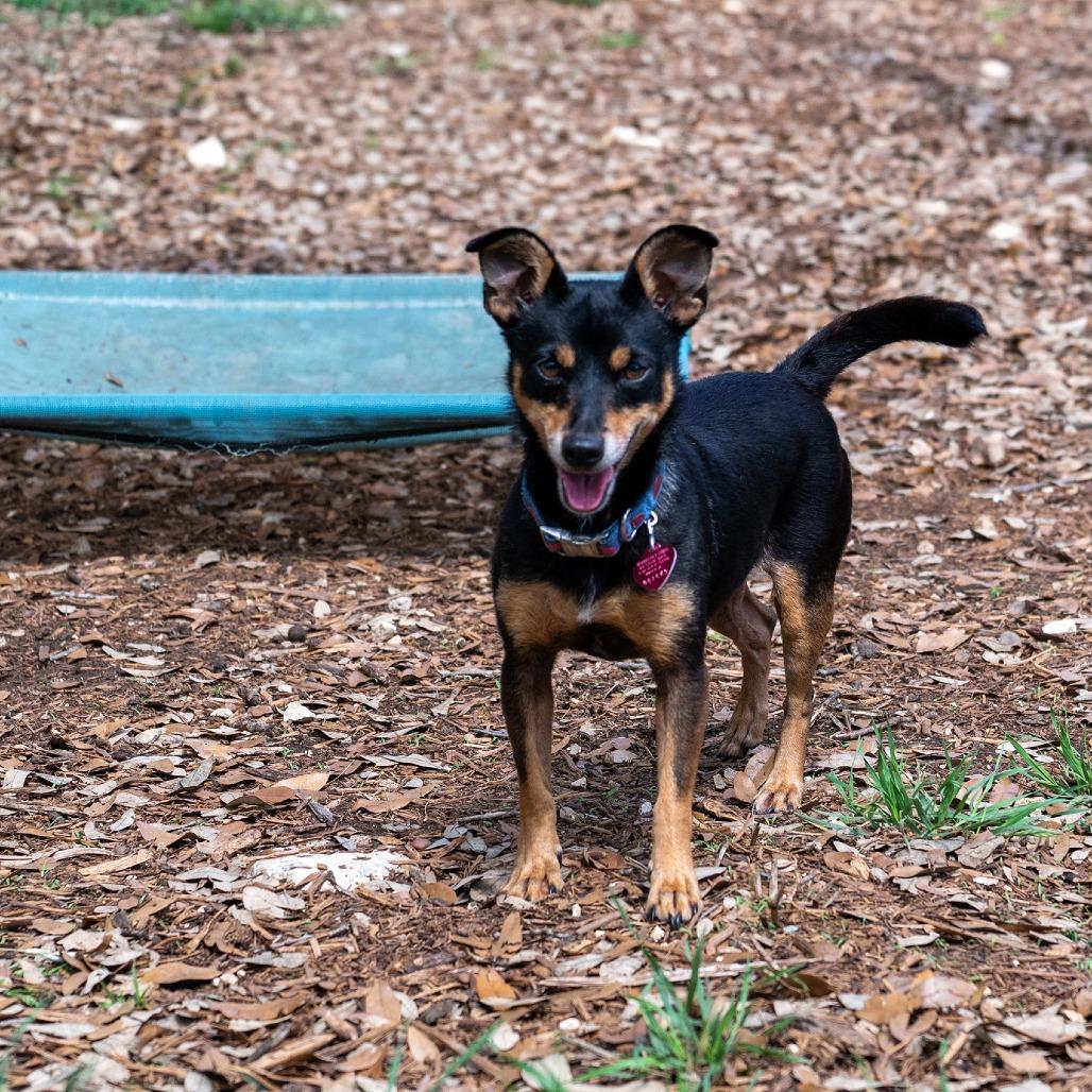 Roxie, Adoptable, Adult Female Chihuahua & Miniature Pinscher.