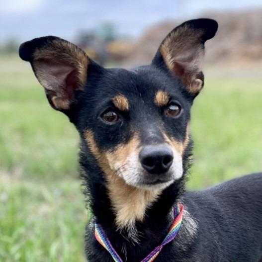 Enlarge Roxie, a Adoptable mixed breed in Wimberley, TX image 2/6